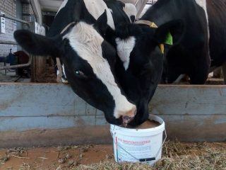 Vitamin untuk lembu