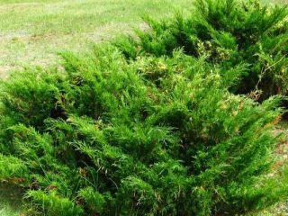 Kadiķis Sibīrijā, Urālos, Maskavas apgabalā: stādīšana un kopšana, foto