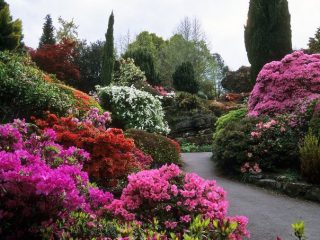 Rhododendronit puutarhamaisemassa