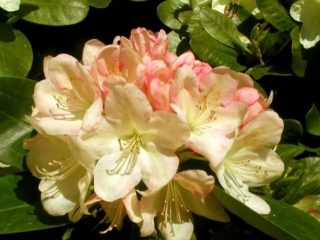 Rhododendron Lachsgold: aprašymas, atsparumas šalčiui, priežiūra, apžvalgos