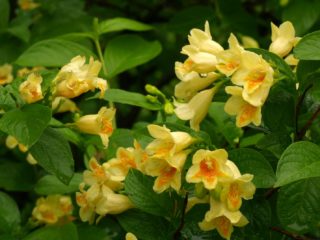 Weigela Middendorf (Middendorffiana): dekoratīvie koki un krūmi, stādīšana un kopšana