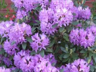 Rhododendron Uralissa: pakkasenkestävät lajikkeet, viljely