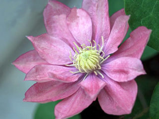 Clematis Little Mermaid: veislės aprašymas, genėjimo grupė, apžvalgos