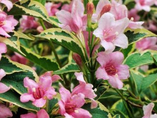 Weigela mekar Nana Variegata (Variegatnaya, Nana Variegata): foto, keterangan, ulasan, ketahanan musim sejuk