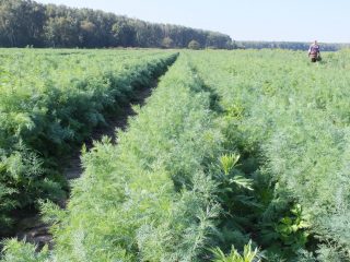 Bush dill: varietas dengan foto dan keterangan, ulasan