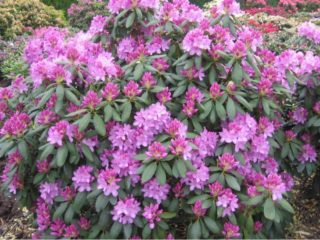 Rododendronit Moskovan alueella: istutus ja hoito, parhaat lajikkeet
