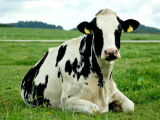 Parut lembu