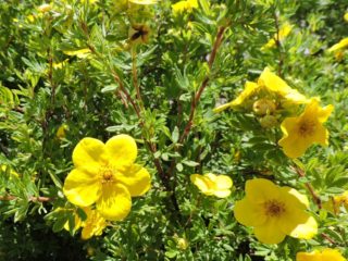 Cinquefoil-pensas Goldstar (Goldstar): istutus ja hoito