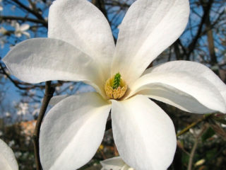 Magnolia Kobus: kuva, kuvaus, talvikestävyys