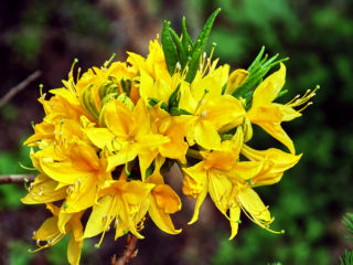Pontic rhododendron: foto, keterangan, penanaman