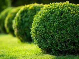 Trapianto di bosso in autunno e primavera
