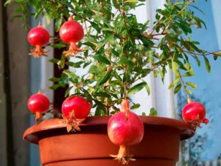 Granātābolu spraudeņu pavairošana mājās