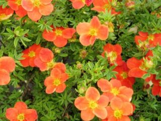 Cinquefoil Marion Red Robin: gambar dan keterangan