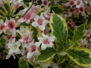 Weigela mekar Sunny Princess: menanam dan merawat