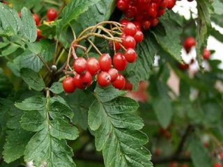 Pīlādža ozola lapa: foto un apraksts