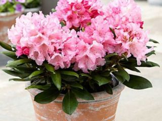 Rhododendron Chania: šķirnes apraksts, fotogrāfijas, Recenzijas