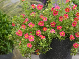 Cinquefoil Danny Boy (Danny Boy): istutus ja hoito