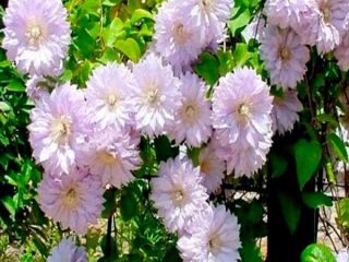Clematis Belle of Woking: arvostelut, lasku, valokuvat
