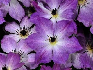 Clematis Cloudburst: kuvaus ja arvostelut, valokuvat