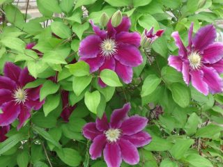 Clematis Hania: kuvaus, hoito, jäljentäminen, valokuva
