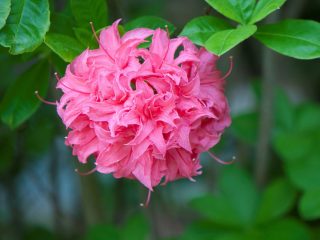 Azalea vaaleanpunainen: kuvaus ja valokuva, istutus ja hoito