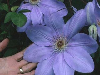 Clematis Mrs. Cholmondeli: arvostelut, kuvaus, karsimisryhmä