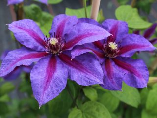 Clematis Mrs. Thompson: kuvaus, leikkausryhmä, valokuva