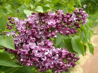 Lilac Morning of Russia: semina e cura