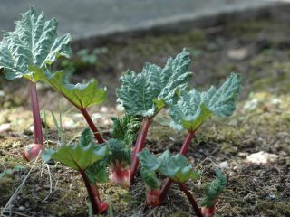 Hvordan transplantere rabarbra om våren og høsten, hvordan forplantes