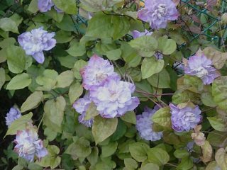 Clematis Veronica Choice: nuotrauka, veislės aprašymas, genėjimo grupė