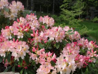 Rododendras Percy Weissmanas: atsparumas šalčiui, nuotrauka, sodinimas ir priežiūra