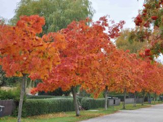 Rowan Dodong: apraksts, atsauksmes