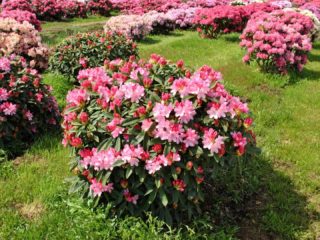 Jakushimansky-rododendroni: Golden Toch, Rosa Volke, Lumina, Kolibri