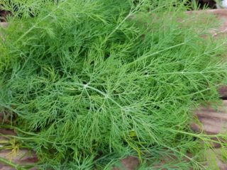 Dill Diamond: apžvalgos ir nuotraukos