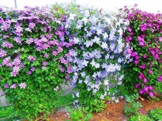 Clematis Innocent Blash: kuva ja kuvaus, hoito