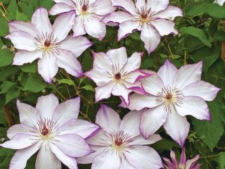 Clematis Omoshiro: foto, kumpulan pemangkasan, ulasan