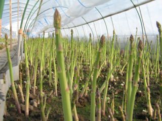 Sparģeļi: kā augt valstī, stādīšana un kopšana