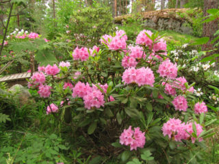 Penjagaan musim luruh dan penyediaan rhododendron untuk musim sejuk