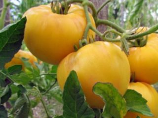 Tomātu dzeltenais gigants: apraksts