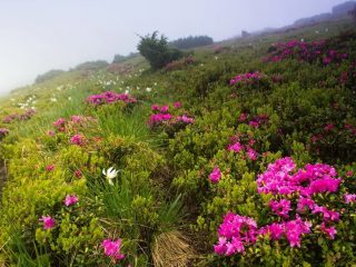 Rhododendron: istutus ja hoito, hyödylliset ominaisuudet