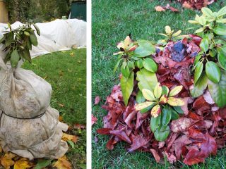 Rhododendron Smirnov: foto, penanaman di wilayah Moscow, ulasan