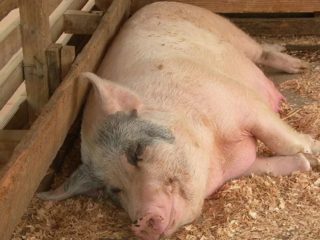 Cūku apsēklošana mājās