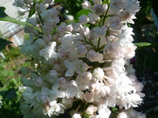 Rochester comun liliac: plantare și îngrijire