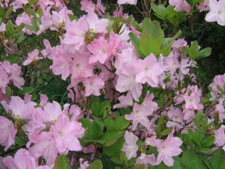 Rhododendron Ledebour: nuotrauka, savybės, žiemos atsparumas, sodinimas ir priežiūra