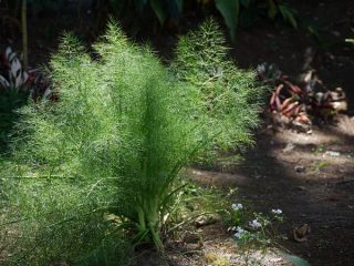 Dill Mammoth: penerangan pelbagai, foto, ulasan