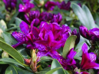 Rhododendron Polarnacht: lajikkeen kuvaus, talvikestävyys, kuva