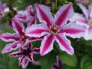 Clematis Tudor: šķirnes foto un apraksts, atzarošanas grupa, atsauksmes