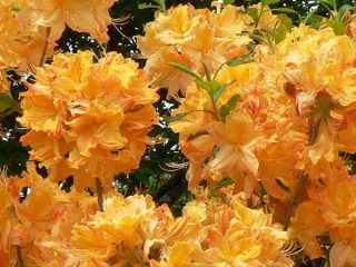 Azalea (rododendroni) kultaiset valot: kuvaus, pakkasenkestävyys, arvostelut