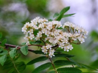Kad pīlādži zied un ko darīt, ja tas nezied