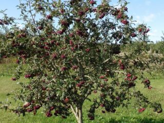 Pīlādžu šķirnes Burka: apraksts un atsauksmes